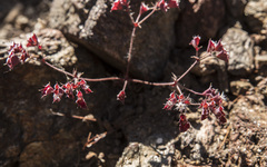 Sidotheca emarginata