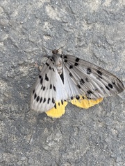Lemyra imparilis