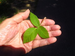 Rosa setigera setigera