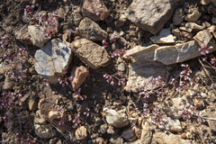 Sidotheca emarginata