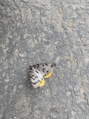 Lemyra imparilis