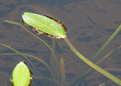 Sagittaria filiformis