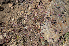 Sidotheca emarginata