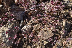 Sidotheca emarginata