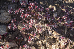 Sidotheca emarginata