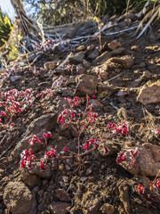 Sidotheca emarginata