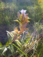 Gentiana spathacea