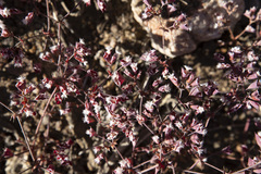 Sidotheca emarginata