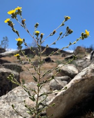Deinandra mohavensis