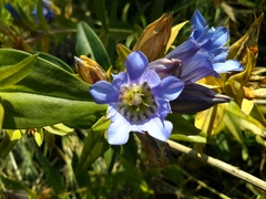 Gentiana spathacea