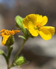 Deinandra mohavensis