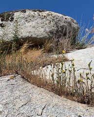 Deinandra mohavensis