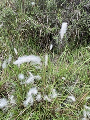 Imperata