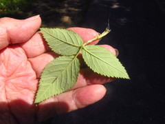 Rosa setigera setigera