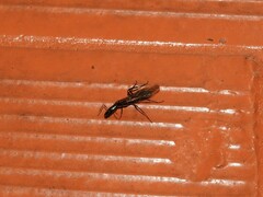 Camponotus mirabilis