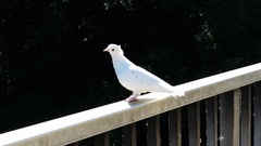Columba livia domestica
