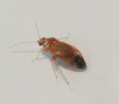 Psallus variabilis