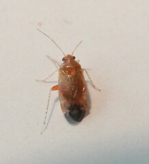 Psallus variabilis