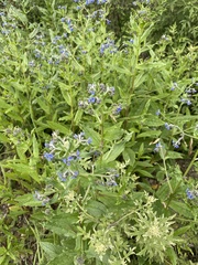 Cynoglossum amabile