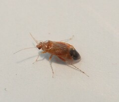 Psallus variabilis