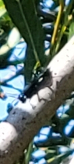 Sphecidae