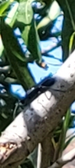 Sphecidae