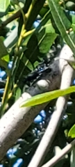 Sphecidae