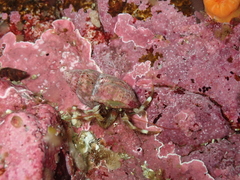 Pagurus caurinus