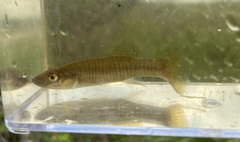 Fundulus seminolis