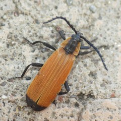 Lygistopterus ignitus