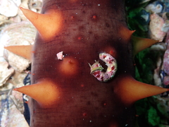 Discorsopagurus schmitti