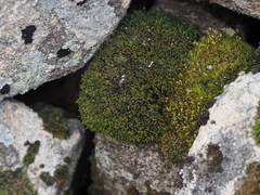 Racomitrium microcarpon