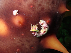 Discorsopagurus schmitti