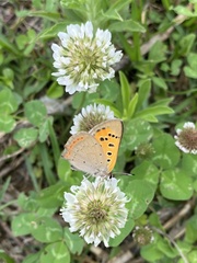 Lycaena phlaeas