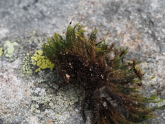 Racomitrium microcarpon