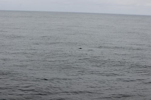 photo of Dall's Porpoise (Phocoenoides dalli)