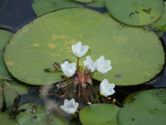 Nymphoides aquatica