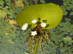 Nymphoides aquatica