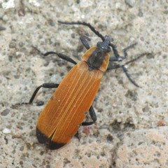 Lygistopterus ignitus