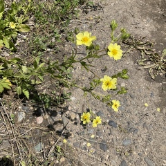 Potentilla recta