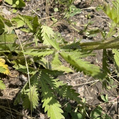 Potentilla recta