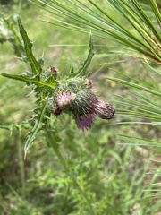 Cirsium falconeri