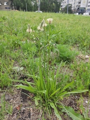 Plantago lanceolata