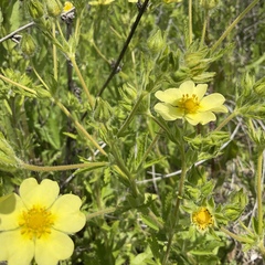 Potentilla recta