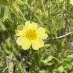 Potentilla recta