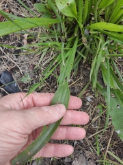 Plantago lanceolata
