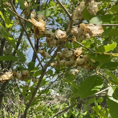 Ulmus pumila