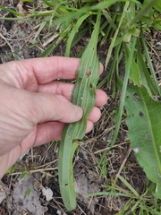 Plantago lanceolata