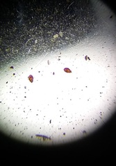 Insecta