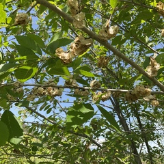 Ulmus pumila